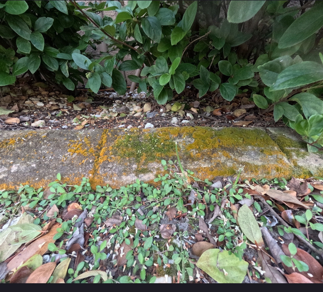 7 Simple Ways to Keep Your Home Exterior Cleaner Longer in Florida